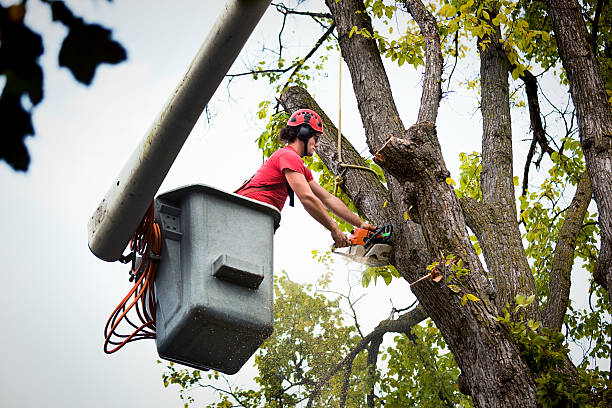 Best Tree Maintenance Programs  in Pleasantville, NY